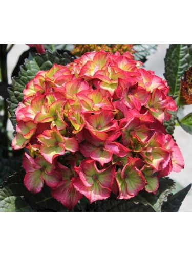 Ortensia "Hydrangea...