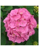 Ortensia "Hydrangea...