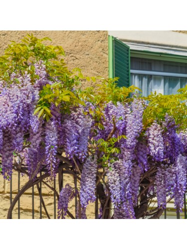 Glicine "Wisteria" pianta...