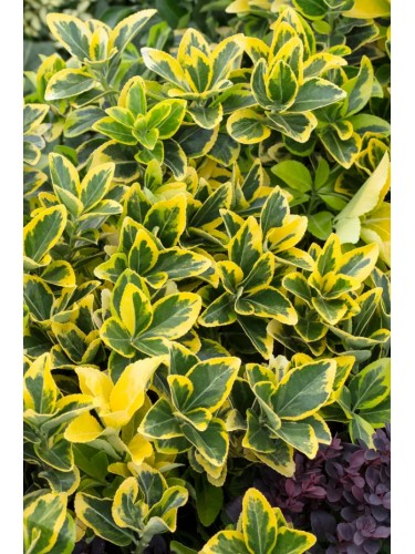 Evonimo "Euonymus...