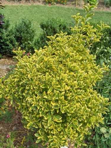 Evonimo "Euonymus...