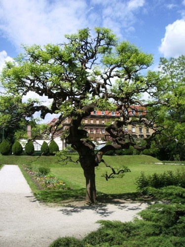 3 Piante di Acacia del...