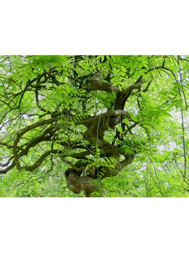 3 Piante di Acacia del...