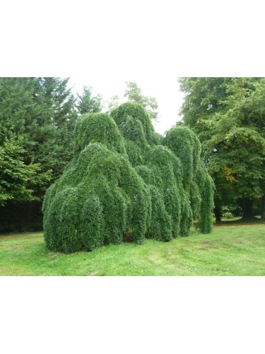3 Piante di Acacia del...