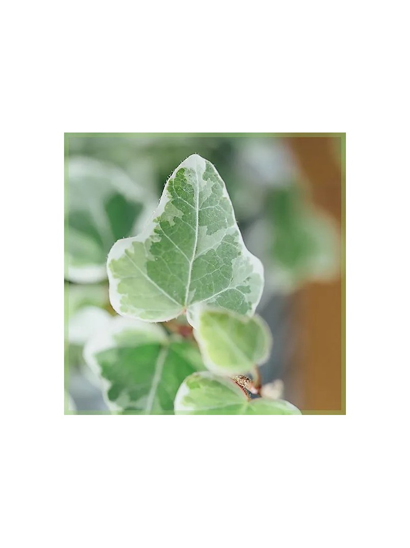 Portal Cool Clematis Vine Viticella 'Etoile Violette' Plug Pianta Rampicante Di Fioritura Arbusto