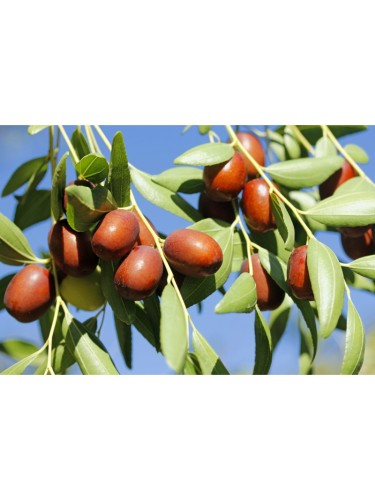 Piante da frutta innestata...