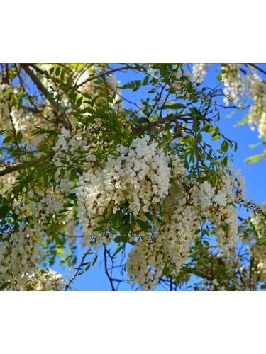 Glicine "Wisteria" pianta...
