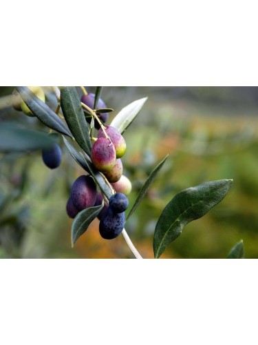 Pianta di Olivo Ulivo in...
