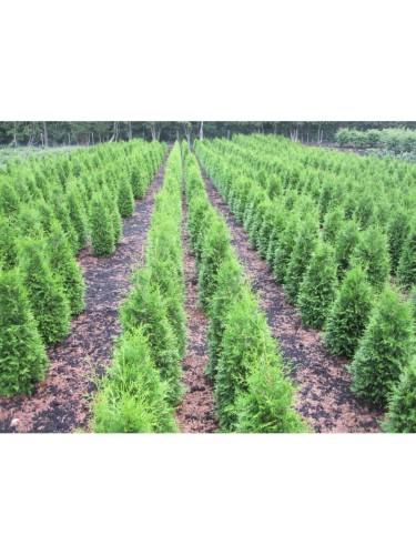 Tuia "Thuja occidentalis...