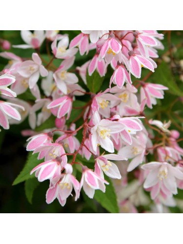 Deutzia x hybrida "Perle...