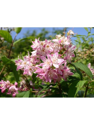 Deutzia x hybrida "Perle...