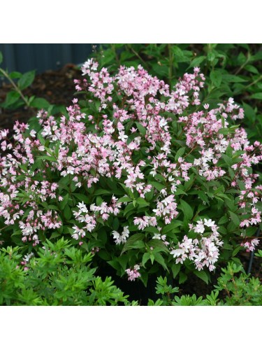 Deutzia x hybrida "Perle...