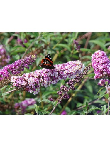 Buddleia davidii Berries...