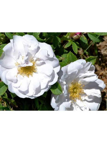 Pianta di Rosa Rugosa in...