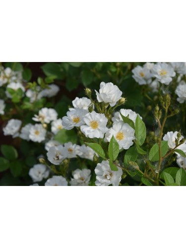 Pianta di Rosa Rugosa in...