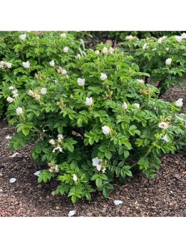 Pianta di Rosa Rugosa in...