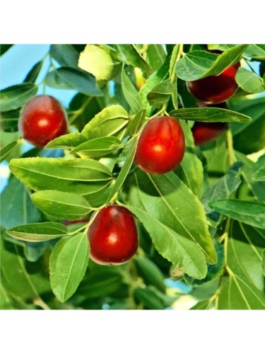 Giuggiolo Mela Li "Ziziphus...
