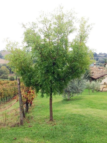 Giuggiolo Mela Li "Ziziphus...