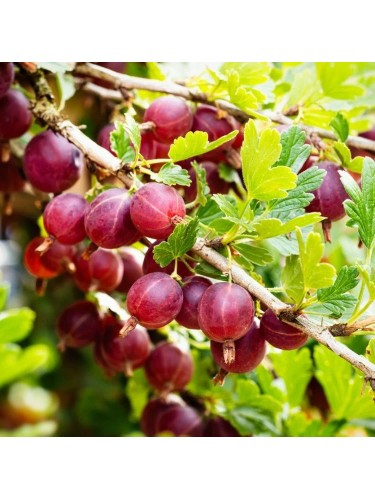 Uva Spina Rossa "Ribes...