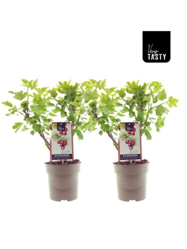 Uva Spina Rossa "Ribes...
