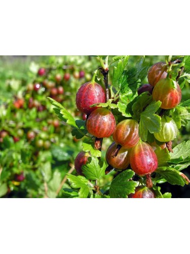 Uva Spina Rossa "Ribes...