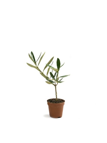 Ulivo olivo "Olea europea...