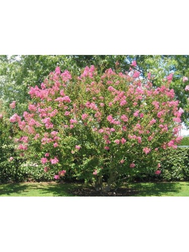 Lagerstroemia indica Rosa...