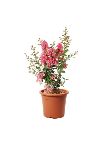 Lagerstroemia indica Rosa...