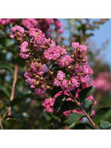 Lagerstroemia indica Rosa...