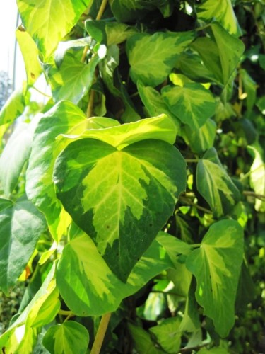 Pianta Edera Variegata...