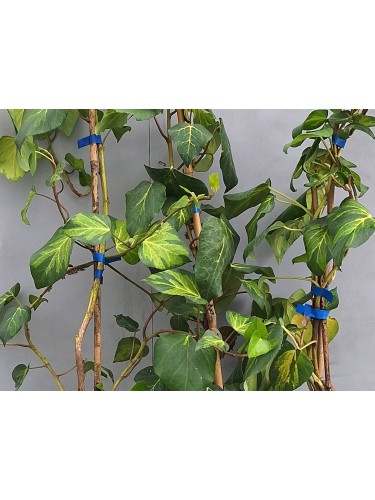 Pianta Edera Variegata...