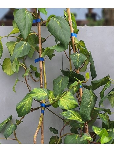 Pianta Edera Variegata...