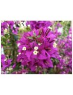 Buganville "Bougainvillea"...
