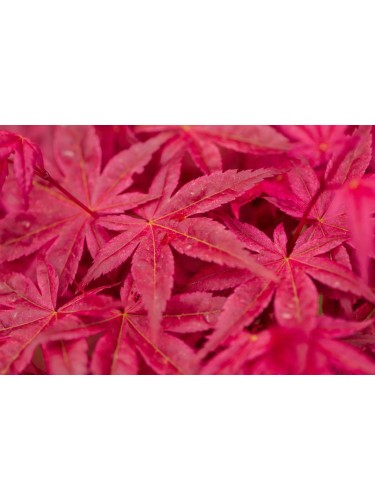 Acero rosso giapponese...