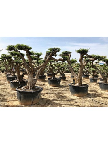 Ulivo olivo "Olea europea"...