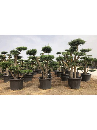 Ulivo olivo "Olea europea"...