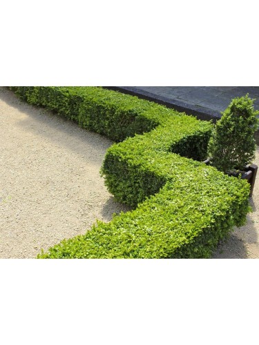 Bosso comune "Buxus...