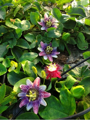 Passiflora Imperatrice...