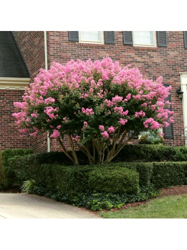 Lagerstroemia indica Rosa...