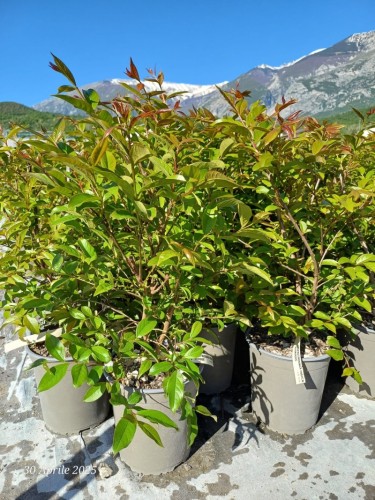 Lagerstroemia indica Rosa...