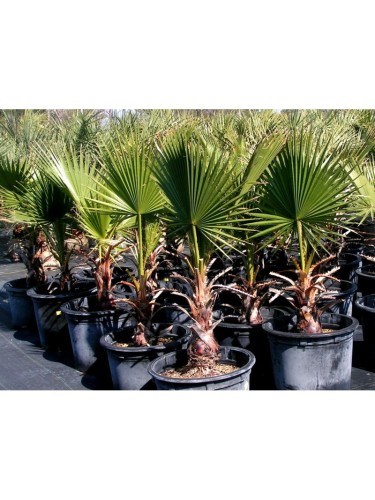 Palma "Washingtonia...