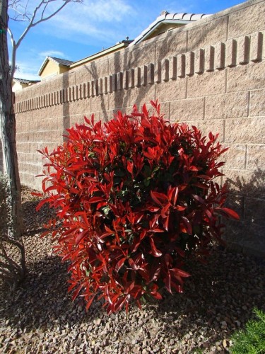 Fotinia "Photinia x fraseri...