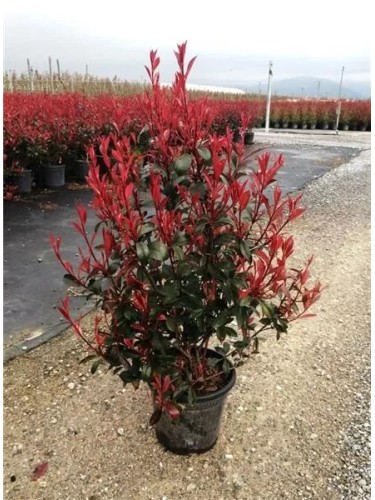 Fotinia "Photinia x fraseri...