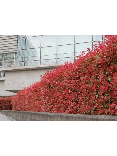 Fotinia "Photinia x fraseri...