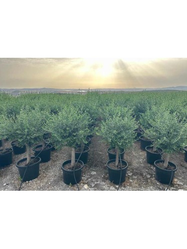 Ulivo olivo "Olea europea"...