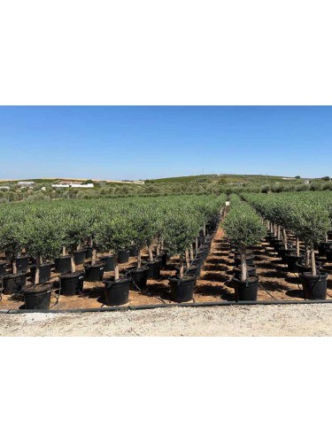 Ulivo olivo "Olea europea"...