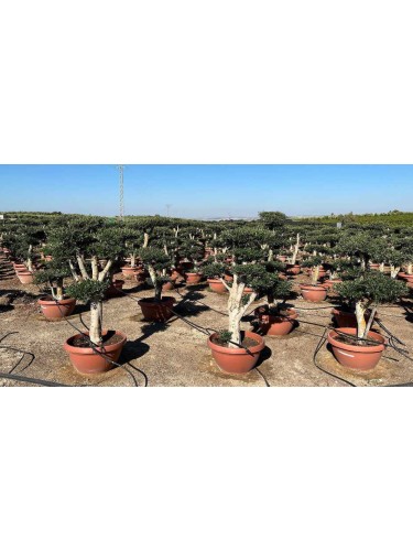 Ulivo Olivo pon pon "Olea...