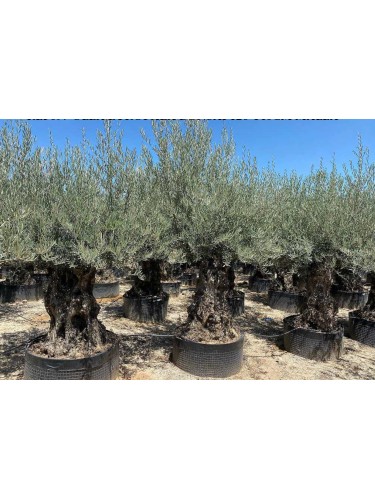 Ulivo olivo "Olea europea"...