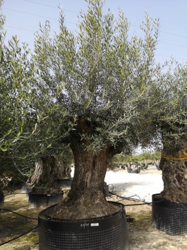 Ulivo olivo "Olea europea"...