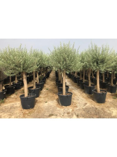 Ulivo Olivo "Olea europea"...